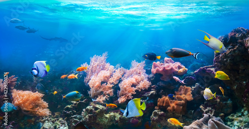 Animals of the underwater sea world. Corals and tropical fish in coastal waters. Life in a coral reef. Ecosystem. 