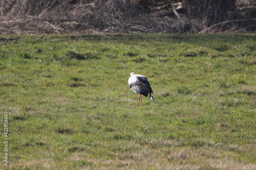 Ein Storch sucht nach Futter in den Weiden photo