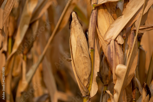 Close-up of dried corn with light-brown stems and leaves. Ready for harvest in rural Thailand