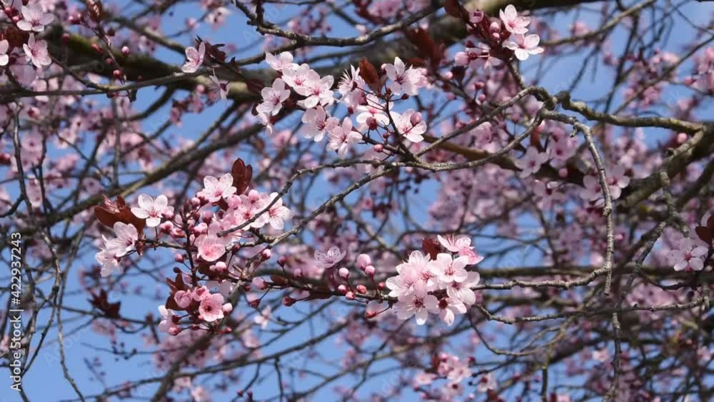 Background with pink flowers: plum blossom in spring Background with pink flowers: plum blossom in spring