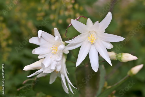 Pink Easter Cactus  Rhipsalidopsis rosea  in greenhouse