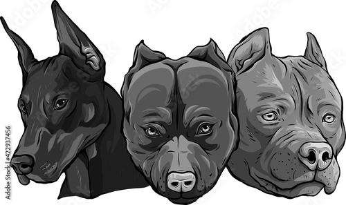 Billede på lærred design of Heads of dogs pitbull dobermann bulldog vector
