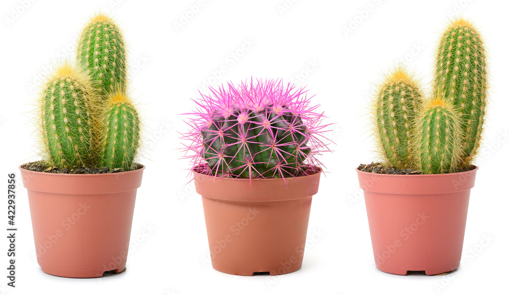 Collection of beautiful cacti isolated on white Collection of beautiful cacti isolated on white