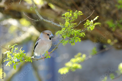 Grosbec casse-noyaux (coccothraustes  coccothraustes) photo