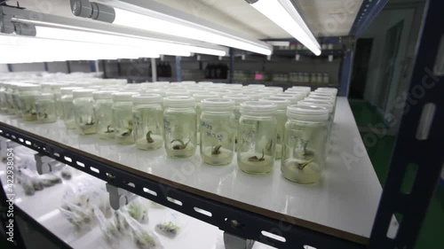 Researchers are examining aquatic plants in a tissue culture room. To be sold in the market.
Plant tissue culture is a techniques used to grow plant cells under sterile conditions
