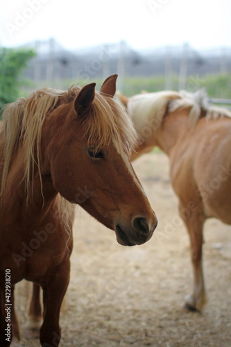 Portrait of blond horse. Beautiful horses in a corral of an Italian farm.