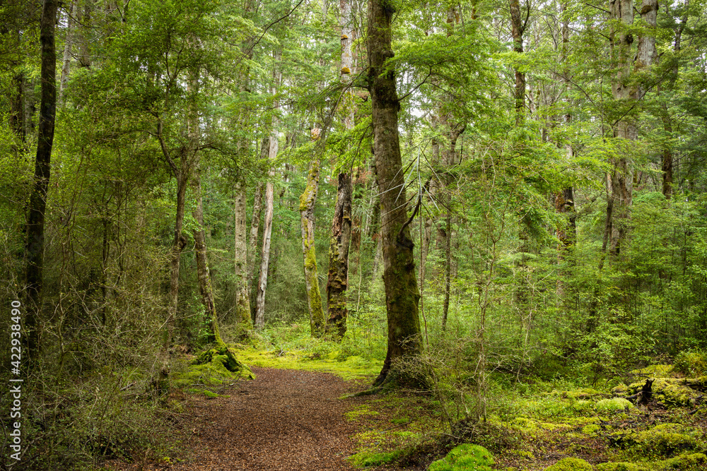Moss covered beech forest of Lake Mistletoe track, Fiordland National Park Moss covered beech forest of Lake Mistletoe track, Fiordland National Park