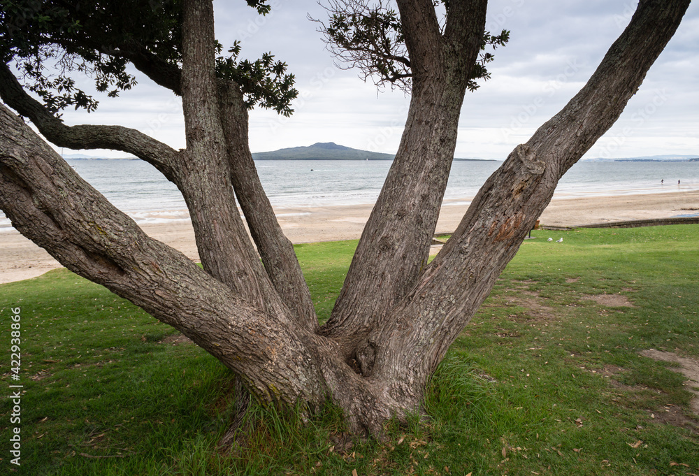 Takapuna beach with views of Rangitoto Island framed by Pohutukawa tree trucks, North Shore, Auckland