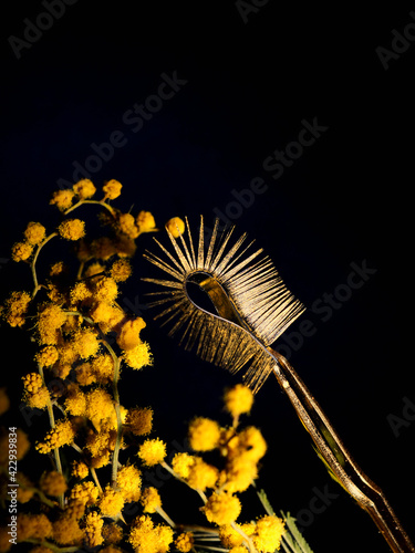 Gold eyelash extensions  Yellow Tweezers on a background of black and mimosa