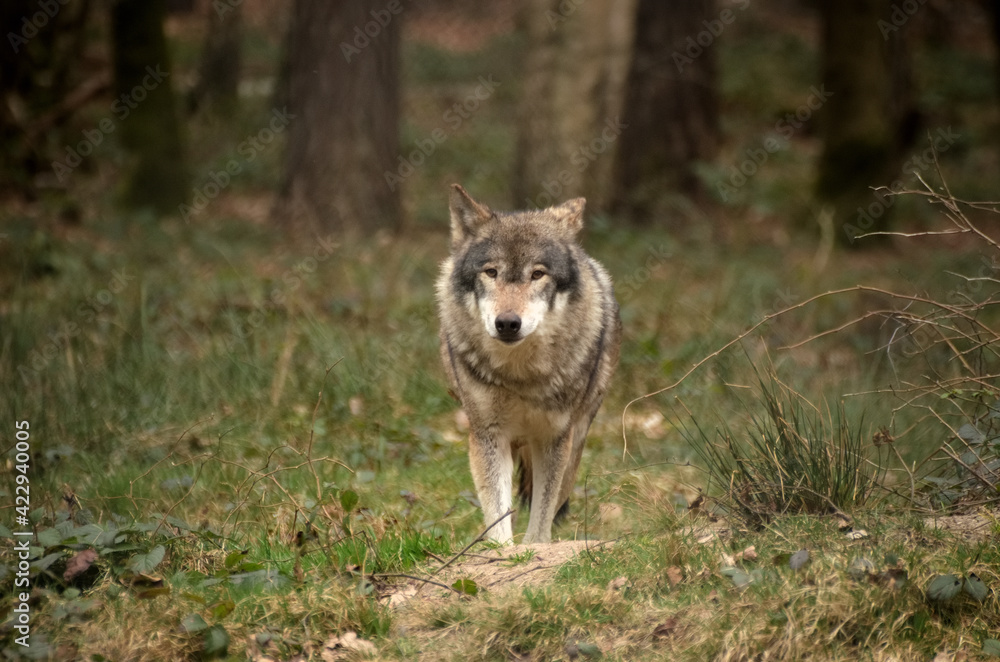 Ein laufender Wolf im Wald