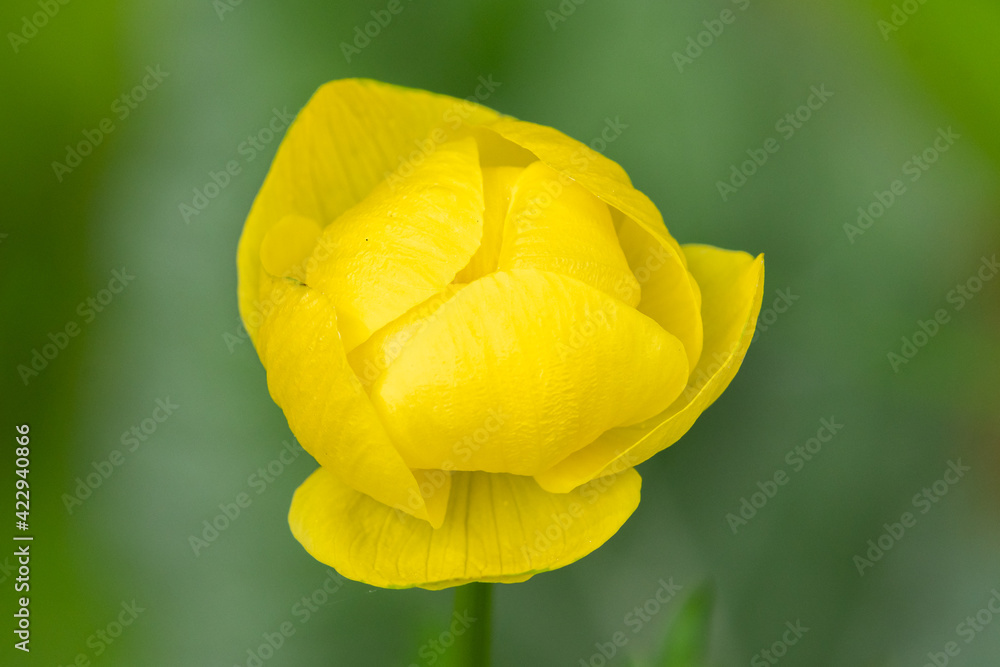 Closeup of a globeflower in the Austrian Alps Closeup of a globeflower in the Austrian Alps