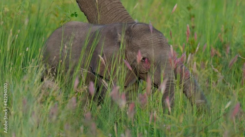 Close up isolated little cute baby elephant hiding in the bushes. Rare wildlife footage captured during a scientific expedition in Tanzania, professional cinema equipment, Leica optics, downscale 6K.