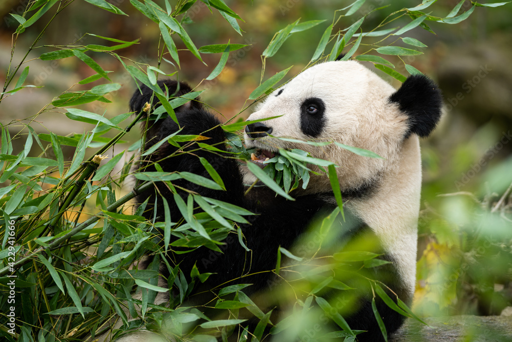 A young giant panda sitting and eating bamboo