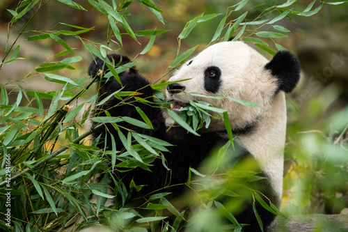 A young giant panda sitting and eating bamboo © Stefan
