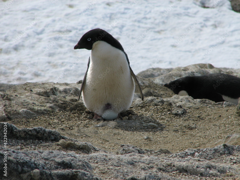 Naklejka premium 卵を温めるアデリーペンギン