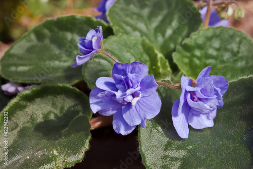 African Violet  Saintpaulia hybrida  in greenhouse