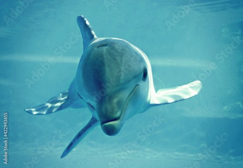Delfín mirando a la cámara en agua azul. Primer plano de la cabeza de un juguetón delfín muy cerca del fotógrafo. © AngelLuis
