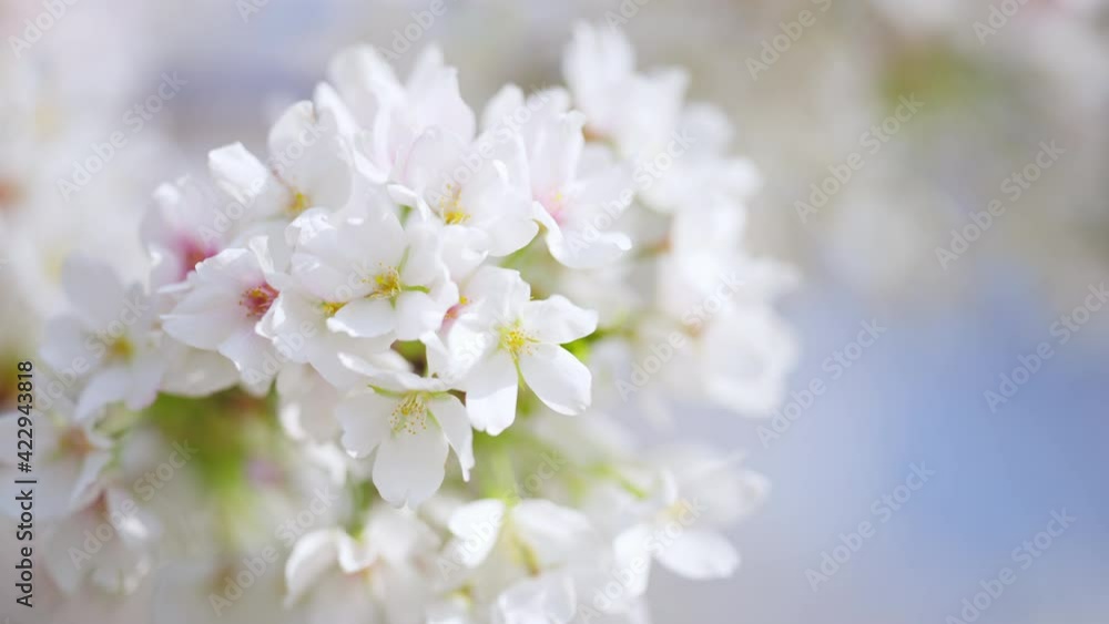 桜の花 イメージ 桜の花 イメージ