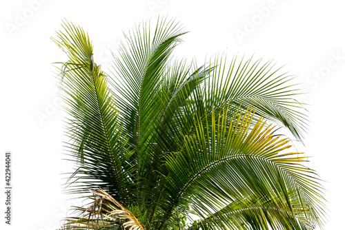 leaves of coconut tree isolated on white background  clipping path included.