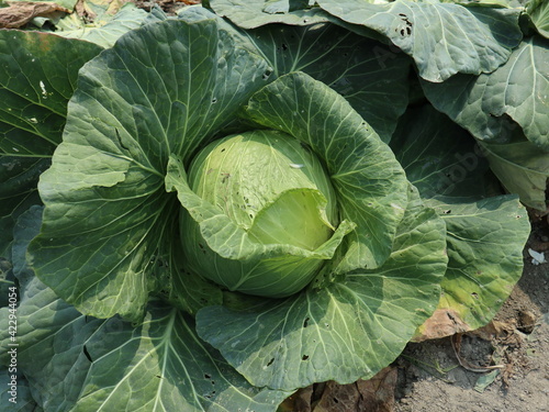 fresh cabbages are blooming in the plants farm design for harvest and green plants concept