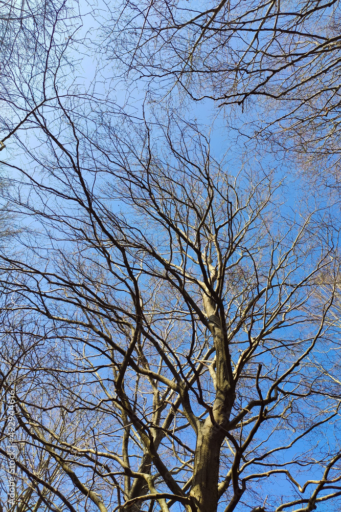 tree in the sky tree in the sky