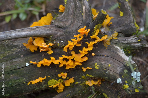lichen on tree