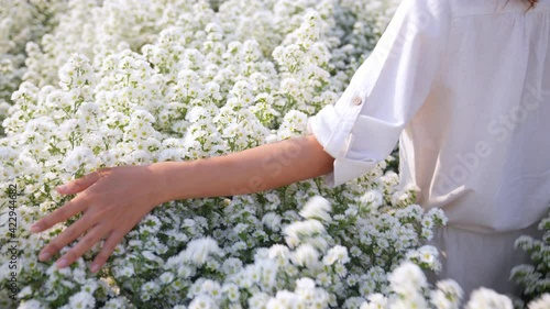 4K Happy Asian woman relax walking in nature on beautiful white cutter daisy flower farm field in springtime. Pretty girl enjoy using hand touching and stroking fresh white blossom in flowers garden.