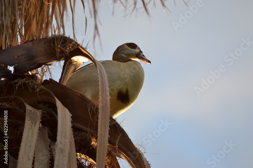 goose in tree