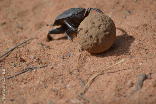beetle on the ground
