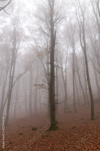 misty forest