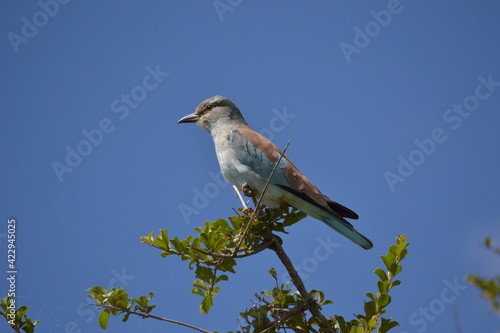 bird on a branch