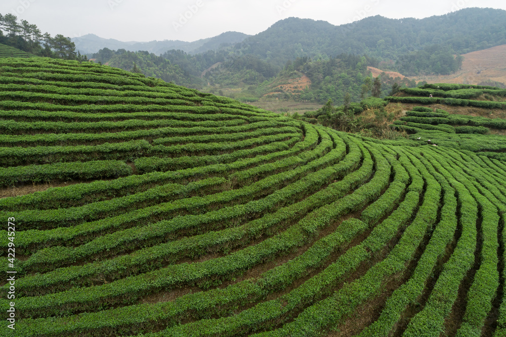 Green tea trees in spring mountains