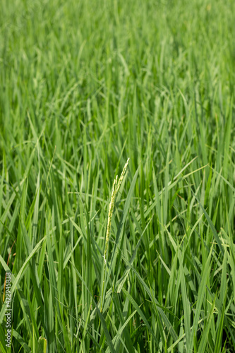 Rice Field View india, traditional rice farm , rice farm , rice plant , Green rice field india