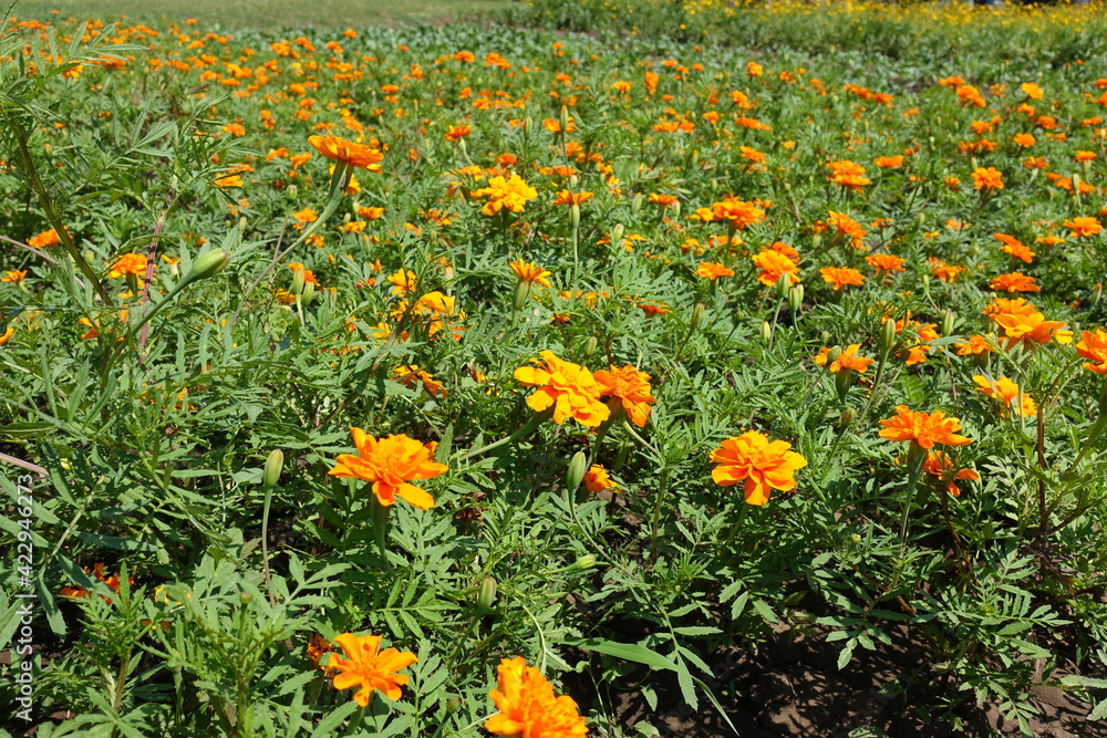 Divided leaves and bright orange flowers of Tagetes patula in June