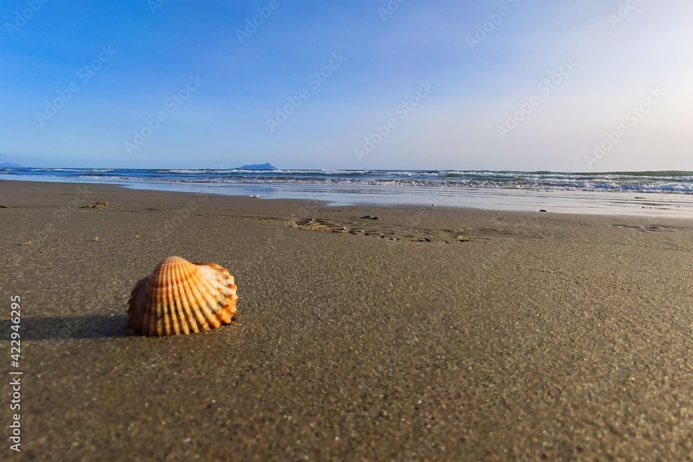 shell on the beach shell on the beach