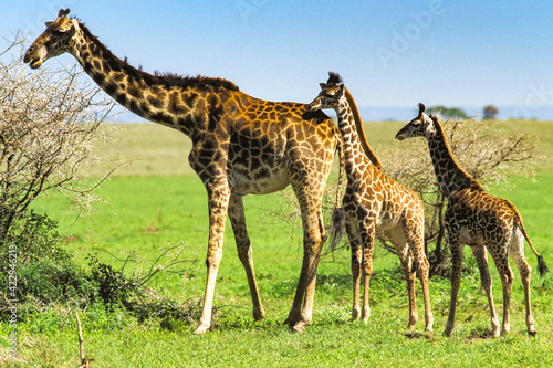 Girafe du Kenya Masa    giraffa tippelskirchi Masa   Mara Afrique Kenya