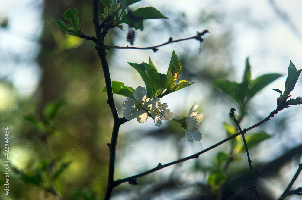 cherry blossoms on a spring tree cherry blossoms on a spring tree
