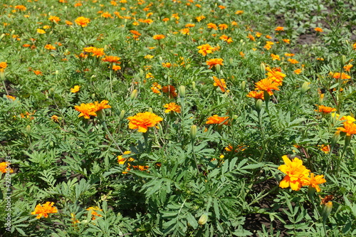 Feather like leaves and bright orange flowers of Tagetes patula in June