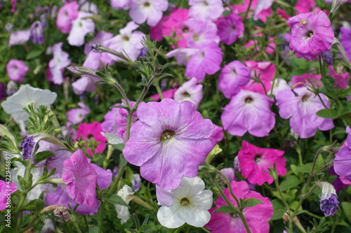 A lot of flowers of petunias in shades of pink in August