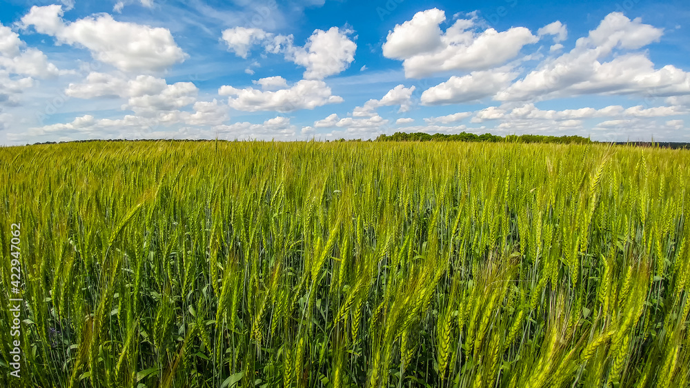 Green field of wheat germ growing under a blue sunny sky with beautiful clouds Green field of wheat germ growing under a blue sunny sky with beautiful clouds