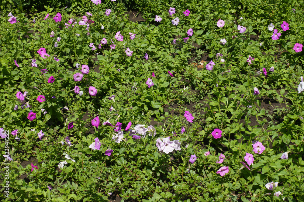 Flowerbed with petunias in shades of pink in July
