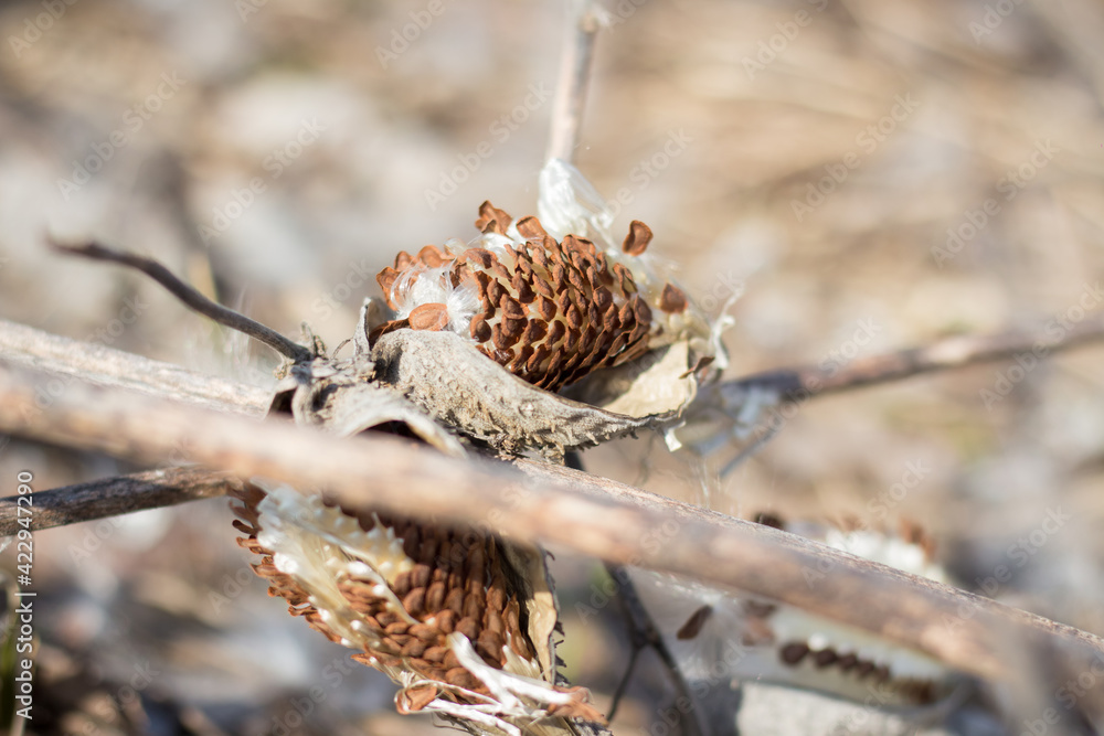 Obraz premium Seeds of Asclepias syriaca L. Harvest damage. A weed that cannot be removed from the field.