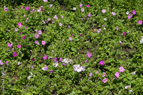 Fototapeta Naklejka Na Ścianę i Meble -  Flowerbed with petunias in shades of pink in July