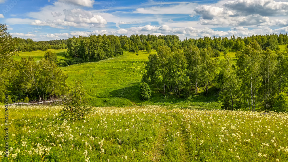 Fototapeta premium Beautiful landscape of field with flowers and green grass growing under the shining sun and a path leading to the horizon in springtime