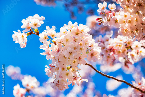 Close up of cherry blossom in full bloom against a blue sky  Tokyo  Japan.