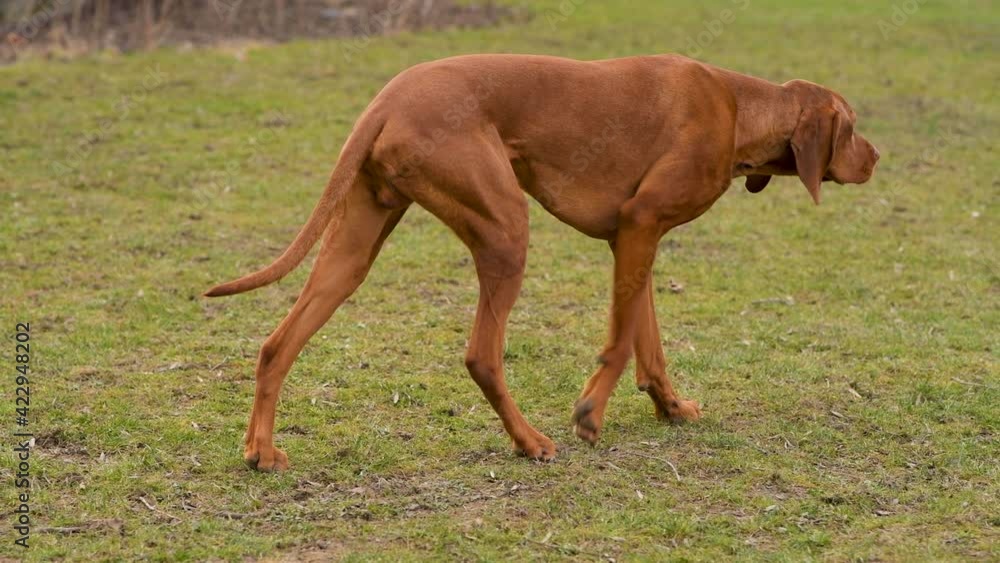 Gorgeous hungarian vizsla hunting dog pointing. Vizsla stalking prey. Gorgeous hungarian vizsla hunting dog pointing. Vizsla stalking prey.