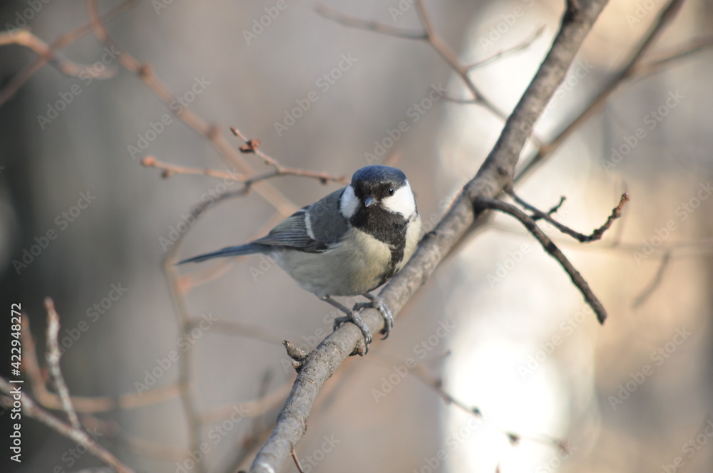 Fototapeta premium Titmouse sitting on a tree close-up