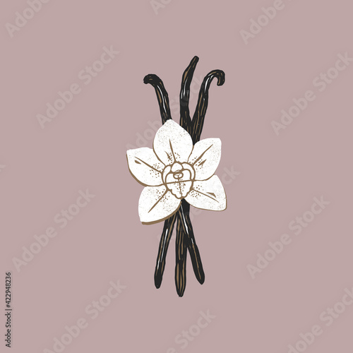 Vanilla beans and flower illustration. Minimalist abstract textured style. 