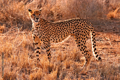 Guépard Acinonyx Jubatus Samburu Afrique Kenya © Andre
