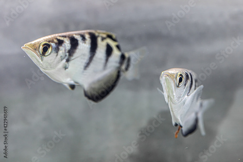 side view of archer fish photo